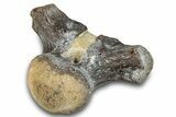 Fossil Mosasaur (Halisaurus) Dorsal Vertebra - Texas #284472-1